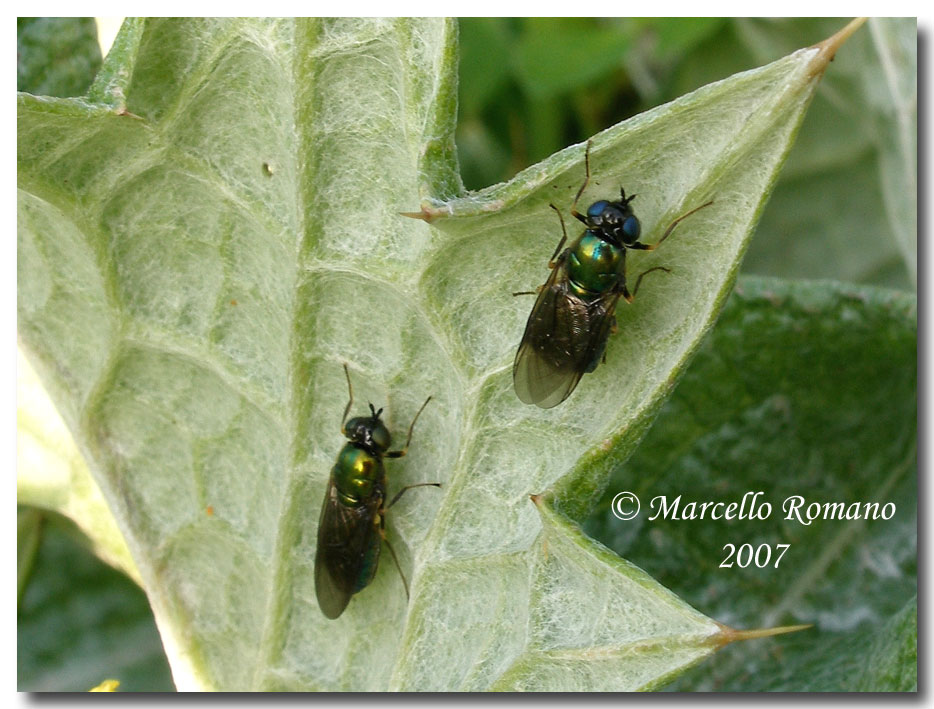 Album di ditteri fotografati in Sicilia nel 2007